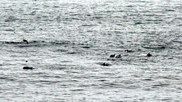delfines.JPG